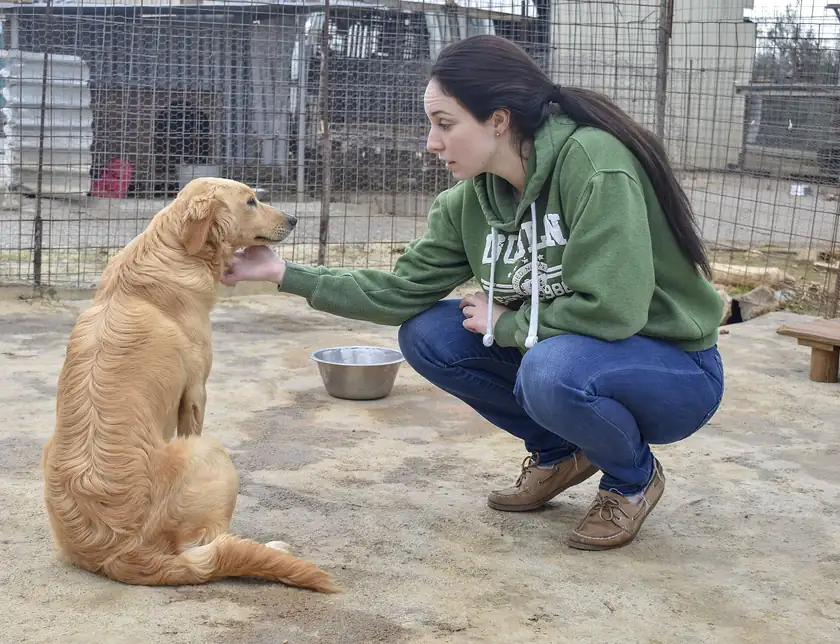 Volunteers kneeling with dogs at an animal shelter