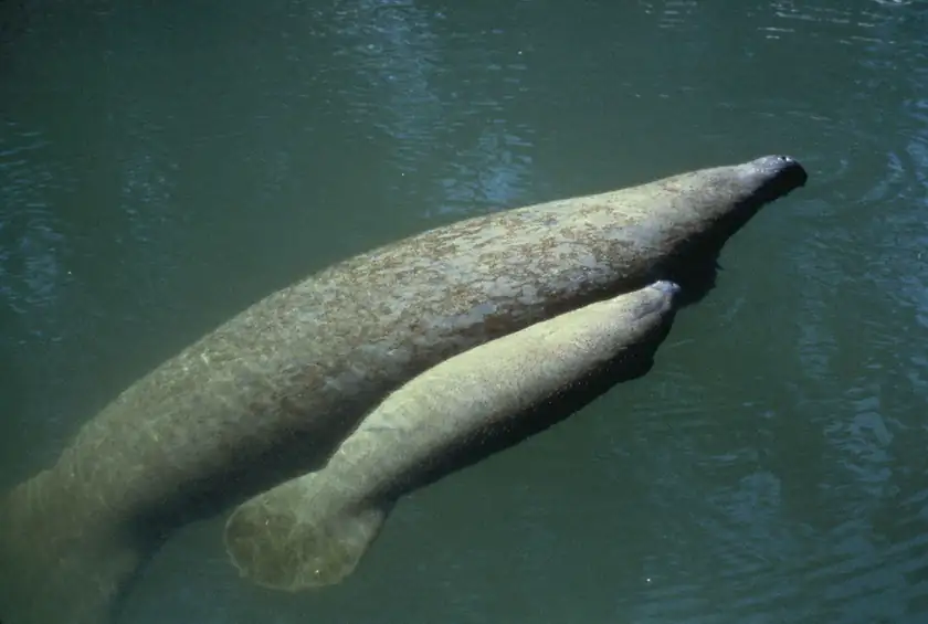A manatee cow and calf swimming side by side in clear water
