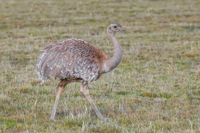 A Darwin's rhea standing in green grass, long neck upright and gray-brown feathers fluffed