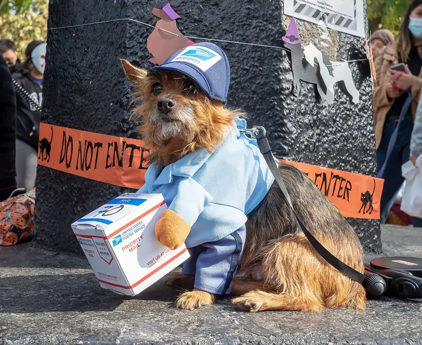 A small dog dressed as a mail carrier, wearing a blue cap and holding a toy package