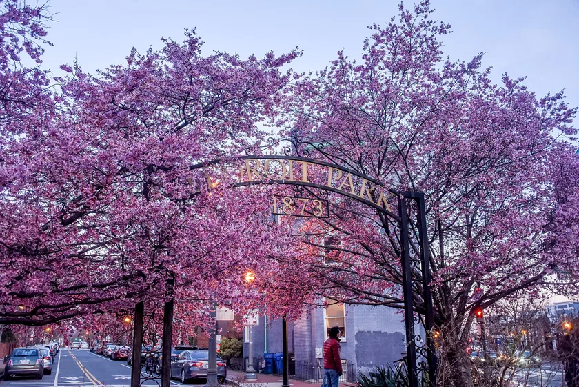 Trees covered in purple blossoms along a street under the LeDroit Park archway
