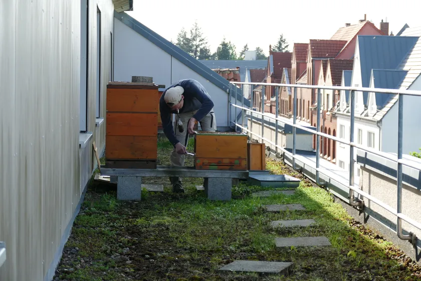 A beekeeper in a white suit lifting a frame of honeycomb from a hive