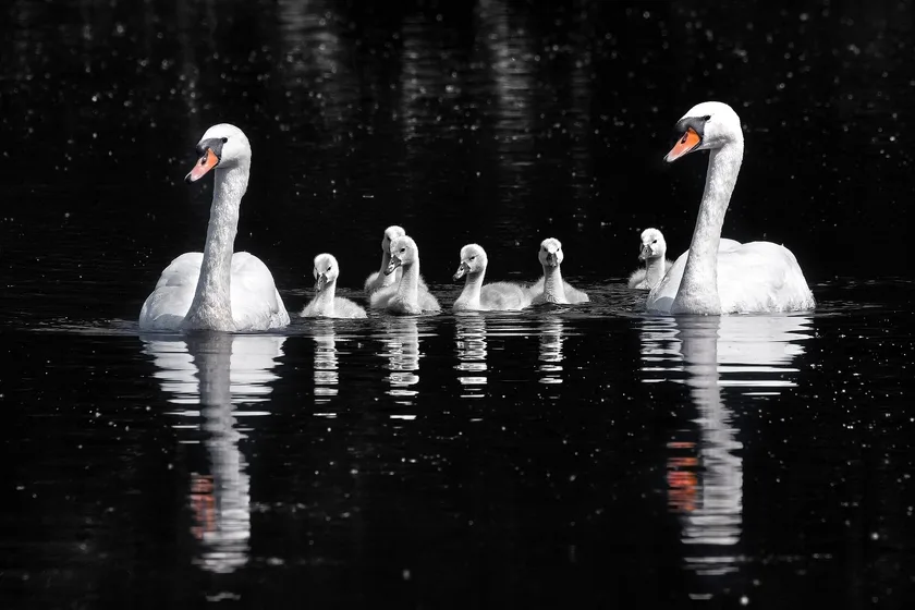 Two adult mute swans swimming with a cluster of grey cygnets between them