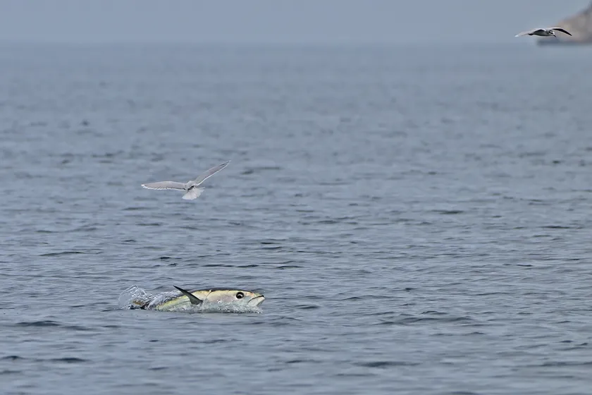 A bluefin tuna swimming just under the surface, with gulls above the water