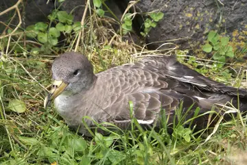 A brown-grey Cory's shearwater standing on dark rock, long bill pointed to the side