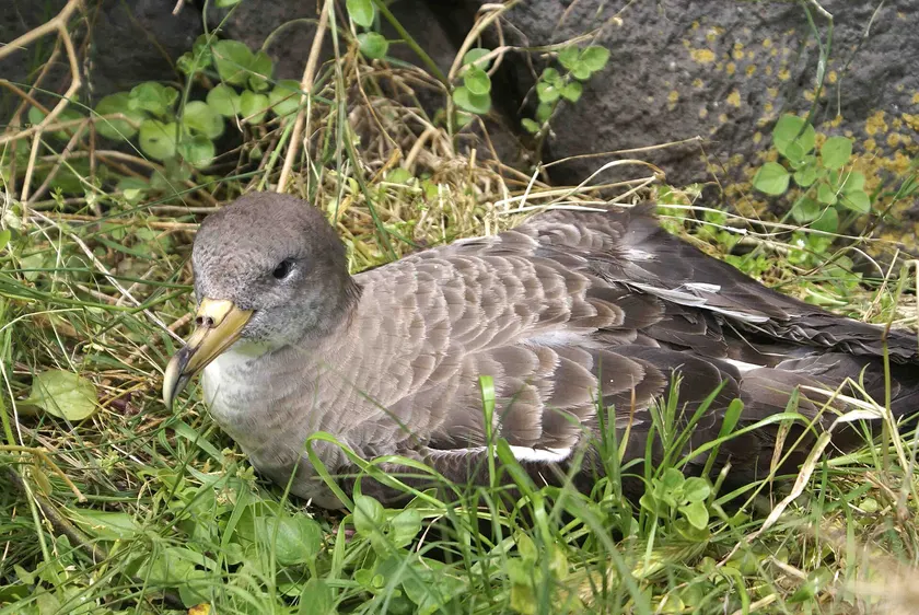 A brown-grey Cory's shearwater standing on dark rock, long bill pointed to the side