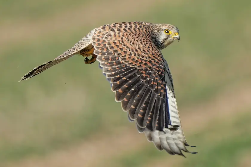 A common kestrel in flight with its wings spread