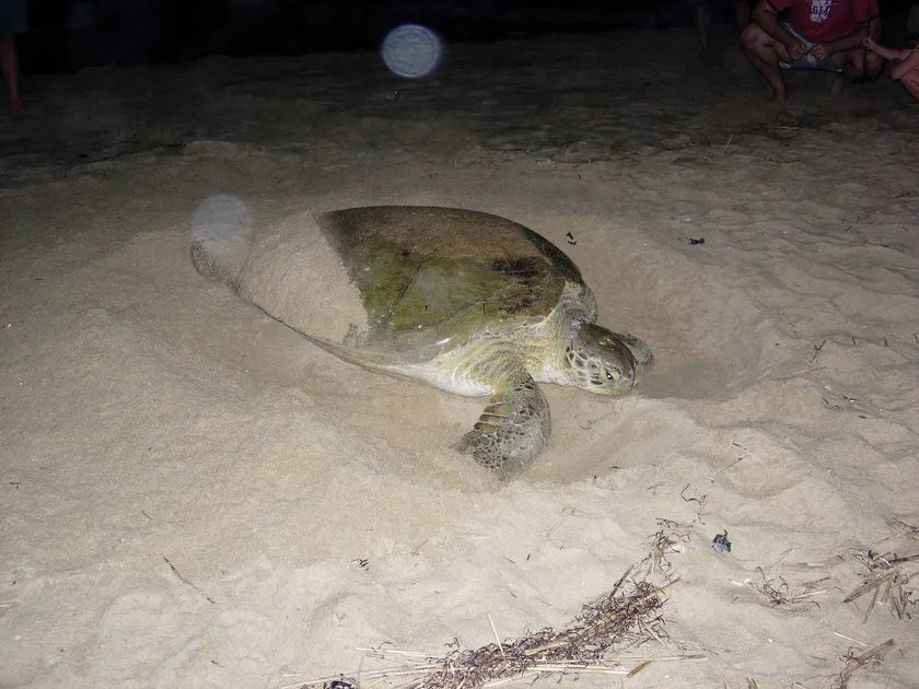 A green sea turtle nesting on a sandy beach at night