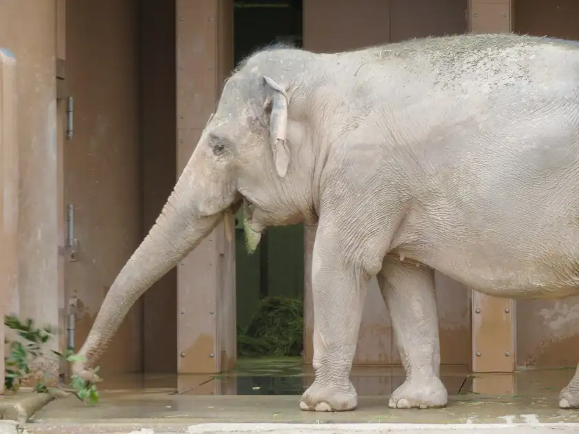 An Asian elephant reaching its trunk toward green leaves