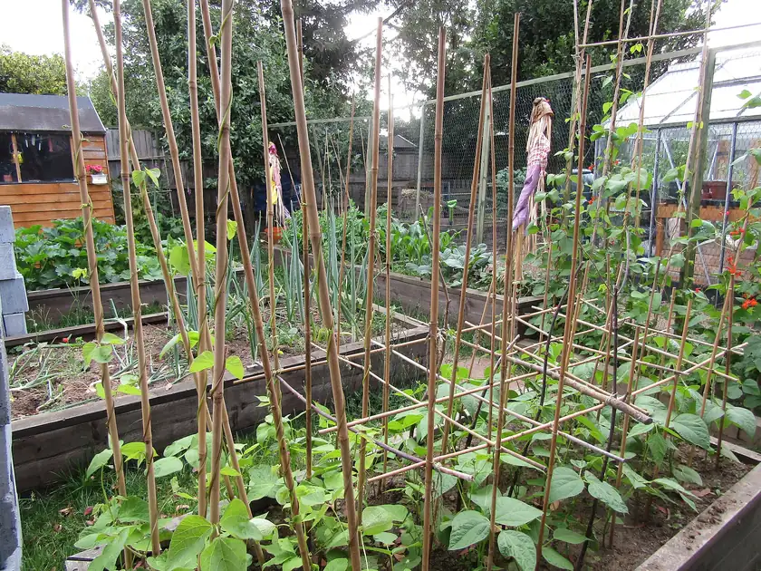 Raised vegetable beds in a garden, with no people in the frame