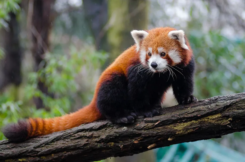 A red panda standing on a mossy branch and looking toward the camera