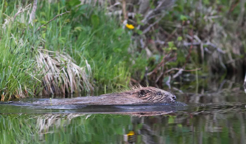 A Eurasian beaver swimming at the surface, wet brown fur and flat tail trailing