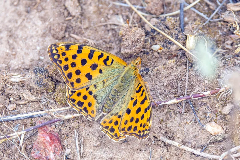 A Queen of Spain fritillary butterfly resting with orange wings spread and black spots showing