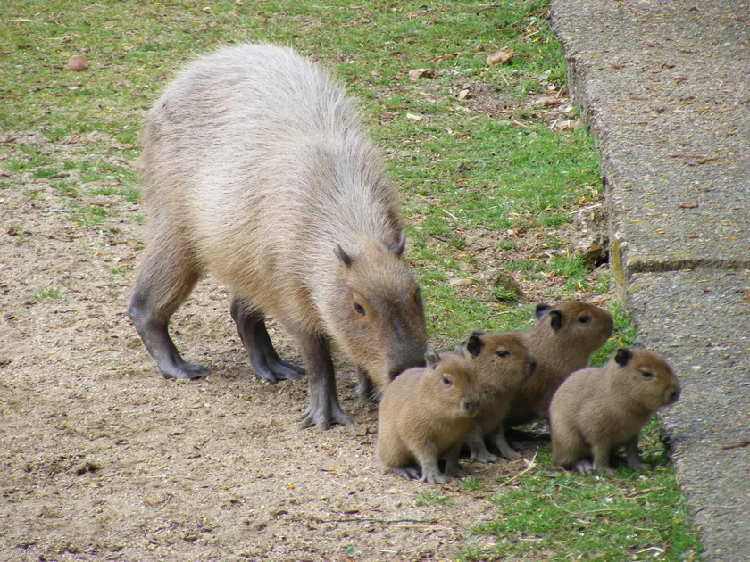 An adult capybara standing on grass beside four small brown pups