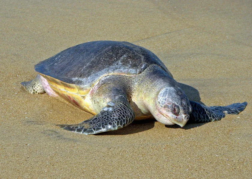 An olive ridley sea turtle on a sandy beach