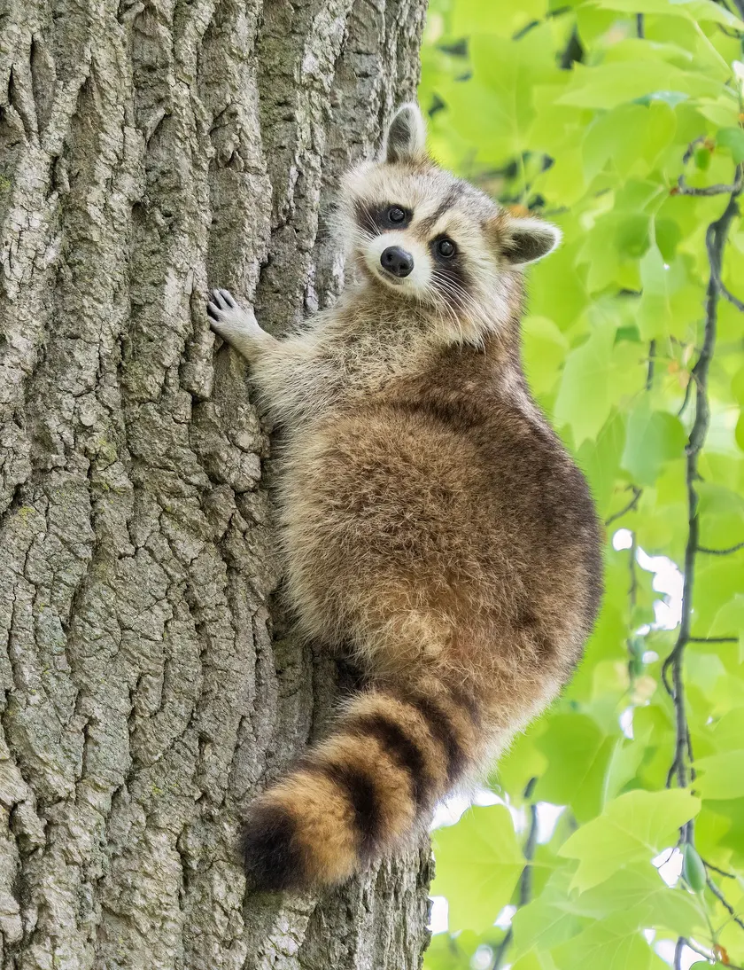 A raccoon climbing the trunk of a tree in a park