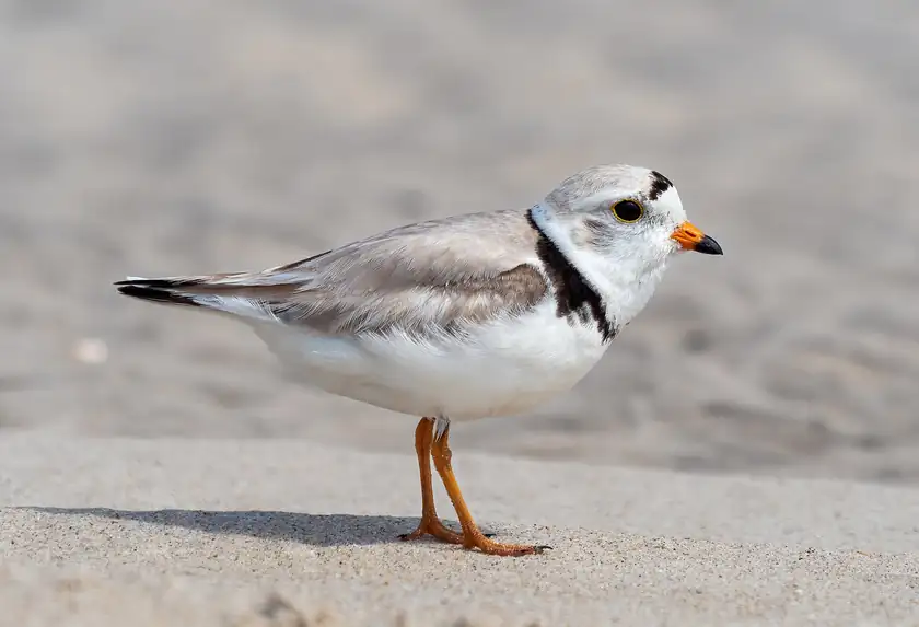 A piping plover standing on sand, with a black neck band and orange legs