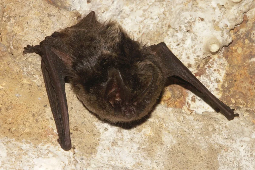 A western barbastelle bat clinging to pale rock with its wings partly open