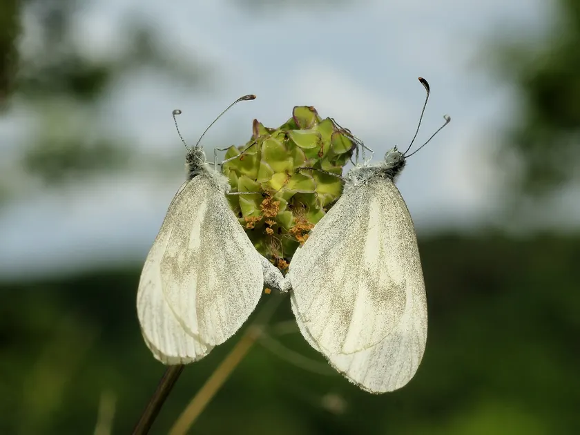 Two pale wood white butterflies perched face to face on a green flower head