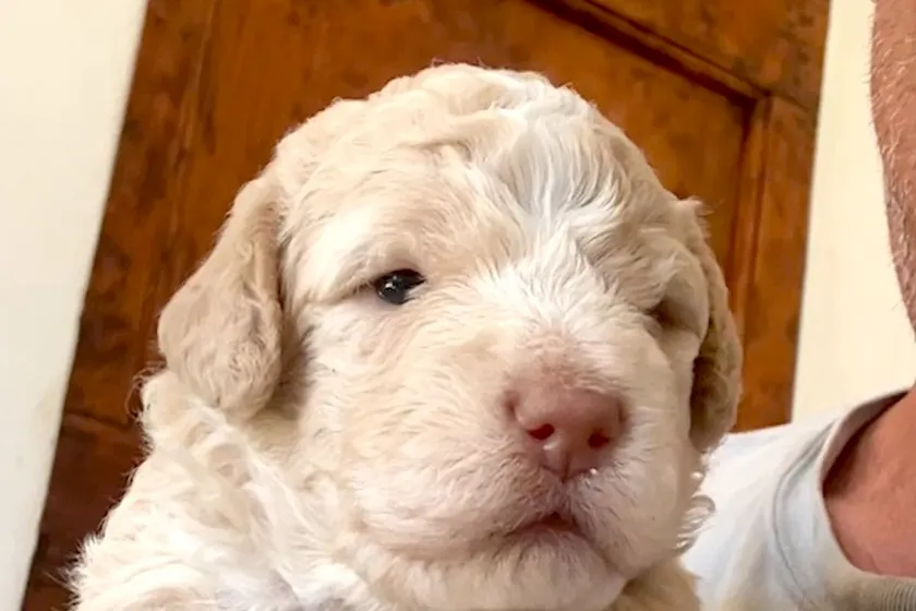 Three fluffy Lagotto Romagnolo puppies piled together on a blanket