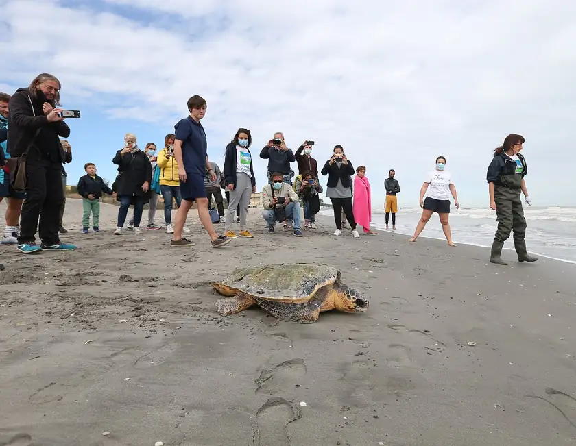 A large sea turtle crossing wet sand toward the ocean while people watch from the beach