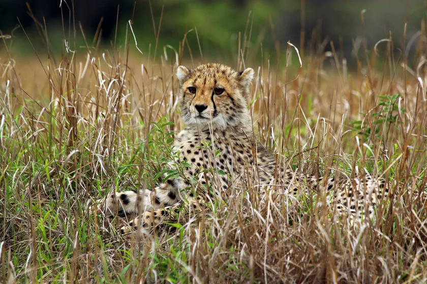 A young cheetah cub standing in dry grass and looking toward the camera