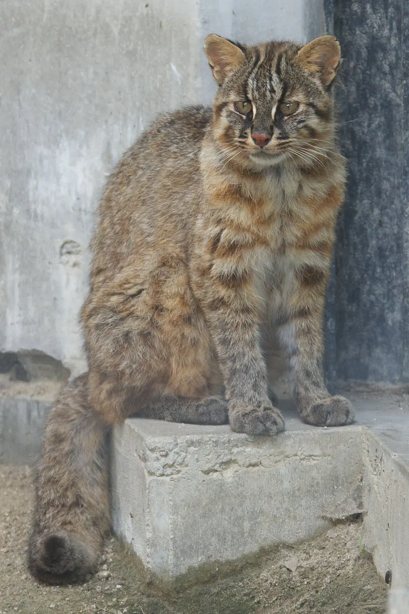 A small spotted wild cat sitting on a concrete ledge and looking toward the camera