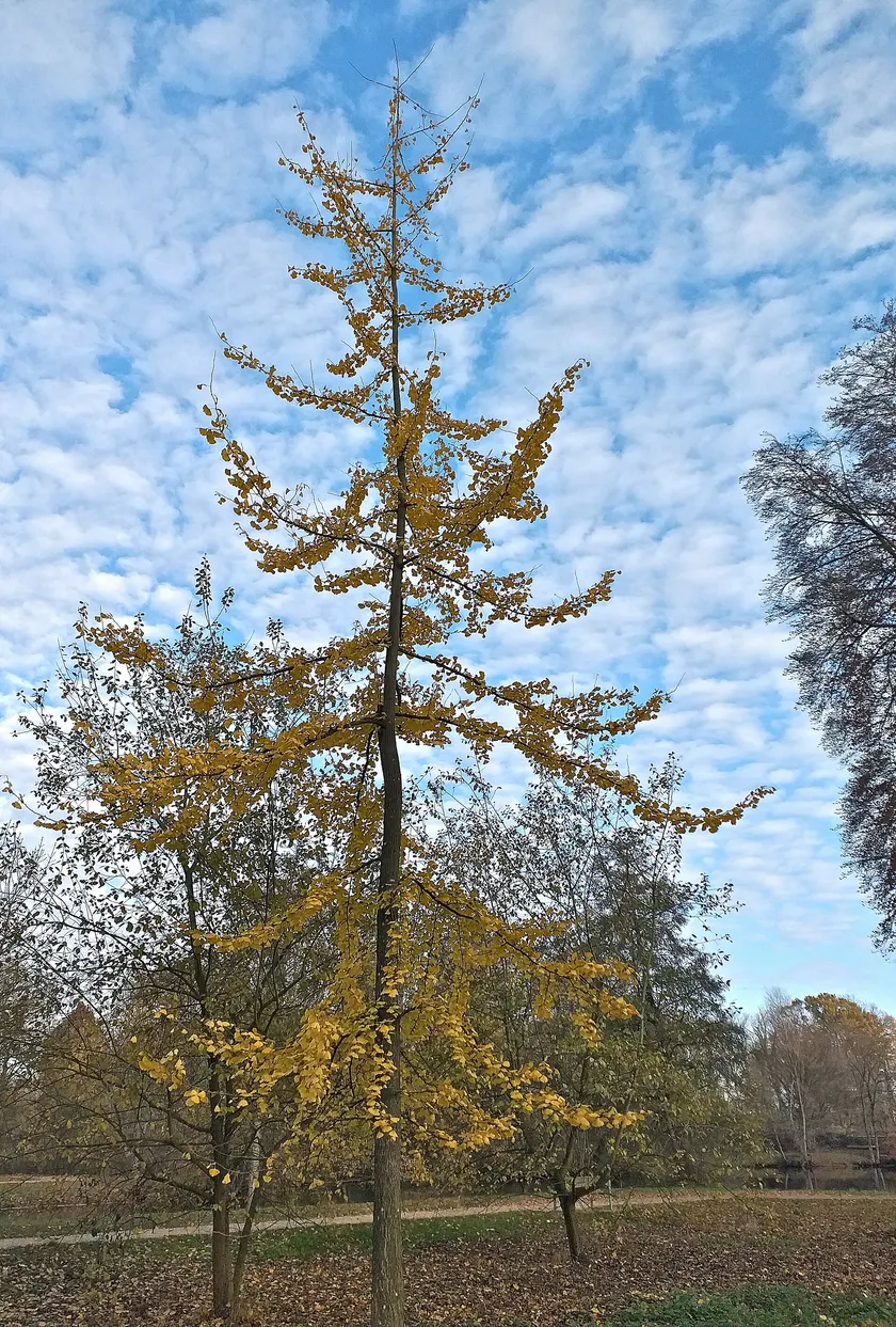 A tall slender ginkgo with yellow autumn leaves standing in a park under a blue sky