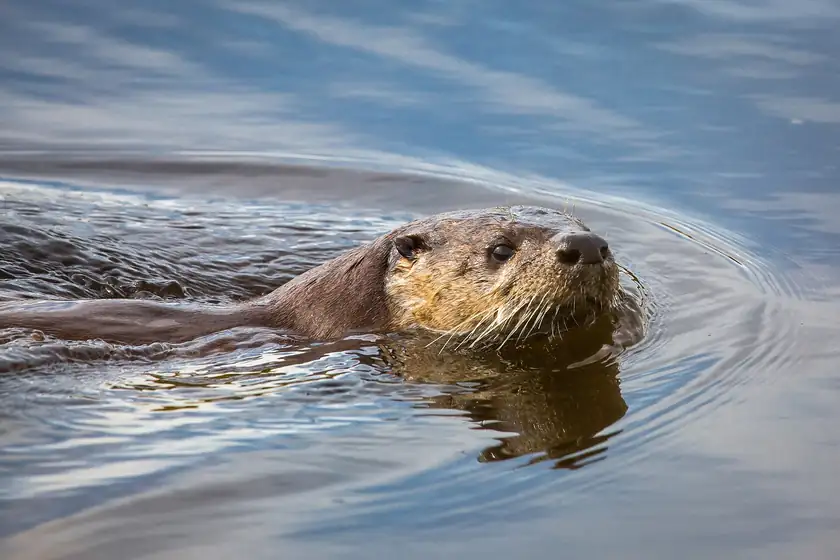 A river otter swimming with its head above the water