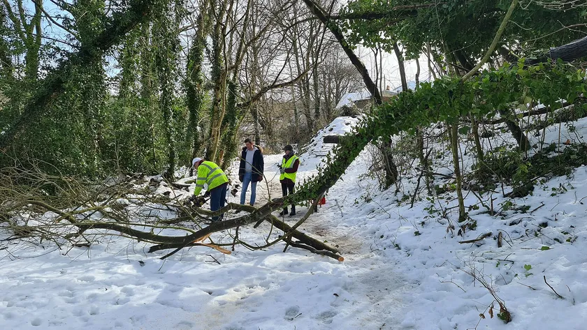 Three people in high-visibility jackets using a chainsaw and ropes on a fallen tree in a woodland