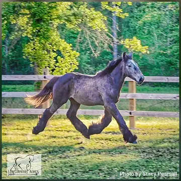 A Belgian draft horse colt standing in a grassy field, with no handler