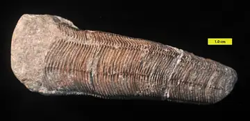 A conulariid fossil with a ribbed, herringbone pattern on a rock slab