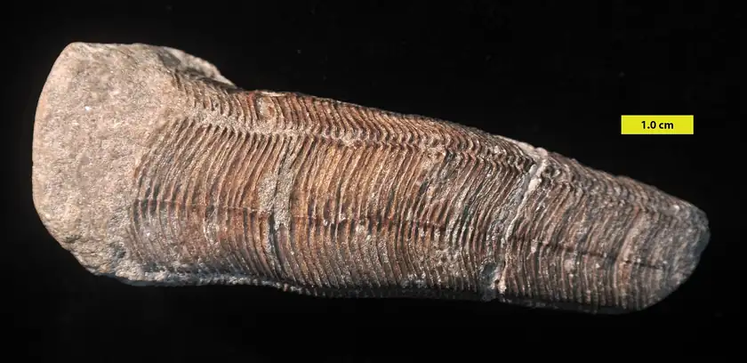 A conulariid fossil with a ribbed, herringbone pattern on a rock slab