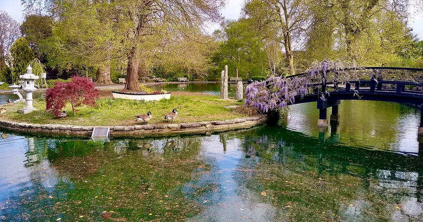 Geese on a grassy island in a tree-lined pond, with a small bridge and spring blossom at Stoke Park