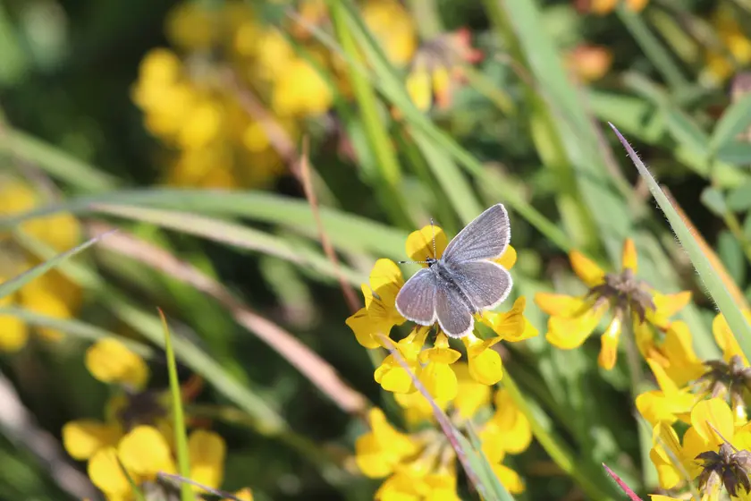 A small blue butterfly resting with its wings closed