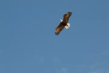 A bald eagle flying low over a lake with wings spread