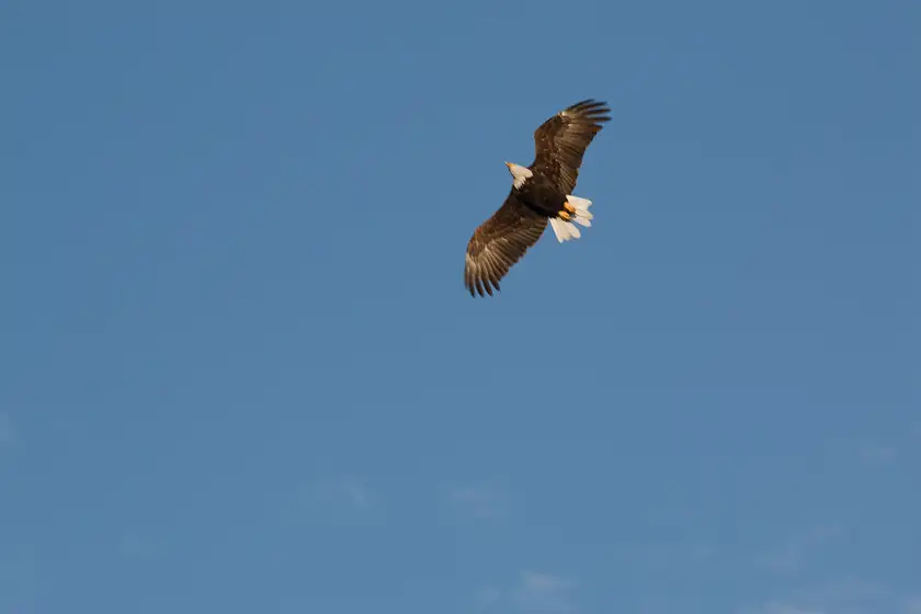 A bald eagle flying low over a lake with wings spread