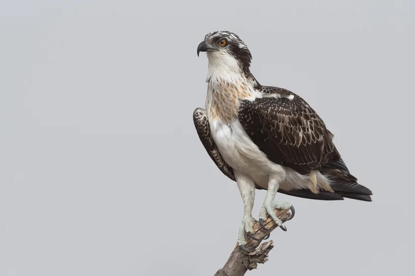 An osprey flying low over water with its wings spread