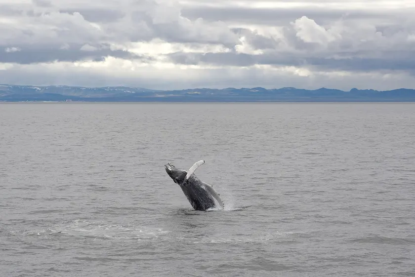 A humpback whale surfacing in calm water, one long pectoral fin lifted