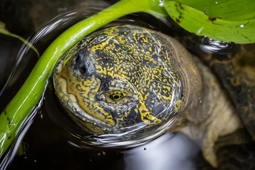 A yellow-headed temple turtle resting on a log, striped neck stretched forward
