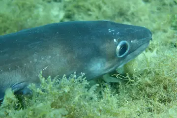 A large gray eel close to the camera, resting among green seaweed on the seafloor
