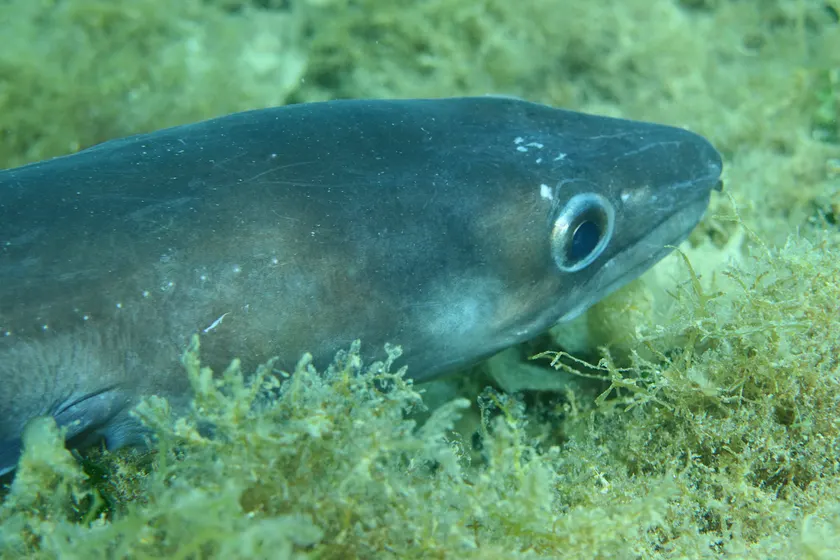 A large gray eel close to the camera, resting among green seaweed on the seafloor