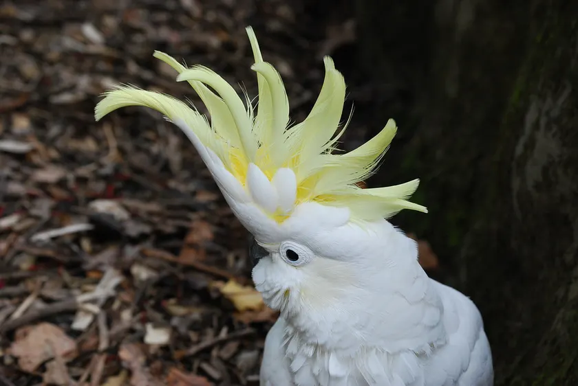 A yellow-crested cockatoo perched with its pale yellow crest partly raised