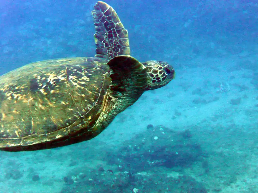 A green sea turtle swimming above a reef