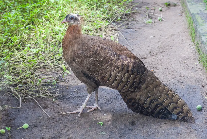 A brown pheasant with a long patterned tail standing on a dirt path beside green plants