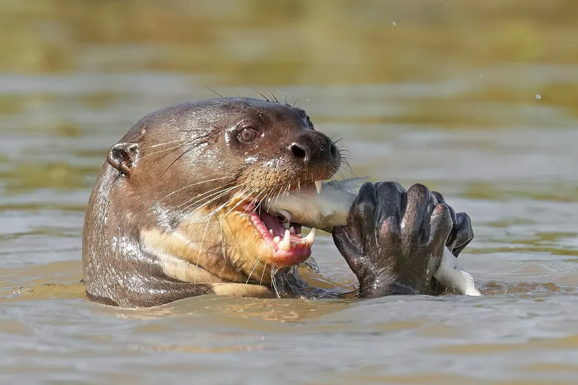 A giant otter in the water with a silver fish in its mouth