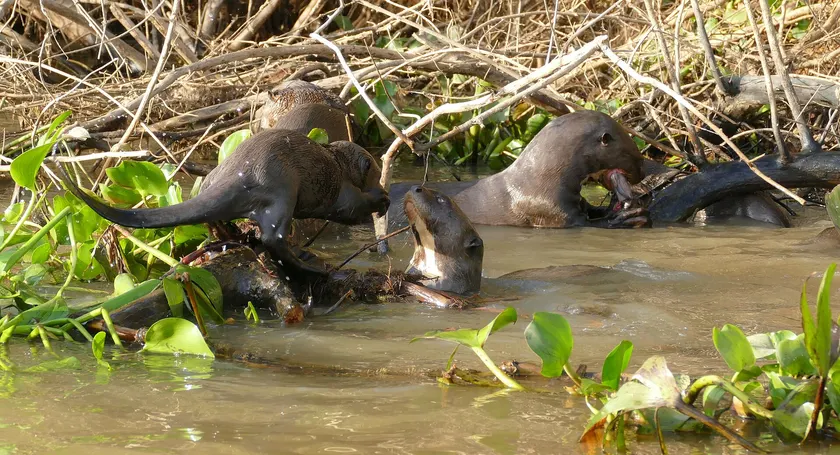Several giant otters in a muddy river, one climbing a log while another holds food