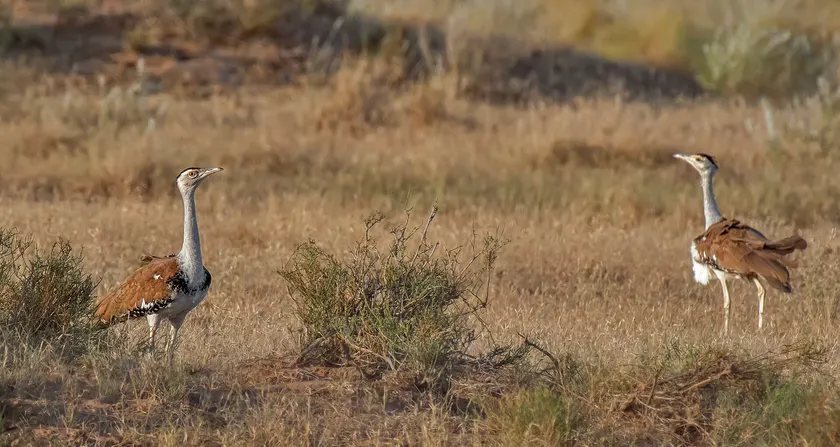A great Indian bustard standing in dry grass
