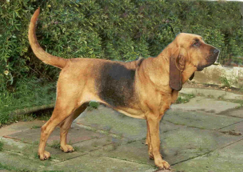 A black and tan bloodhound facing the camera