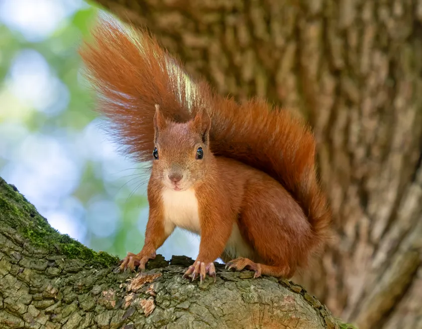 A red squirrel with tufted ears holding food in its front paws